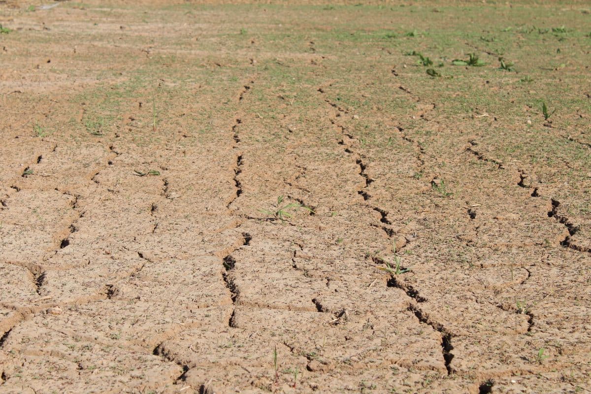 Cracked, drought-stricken earth