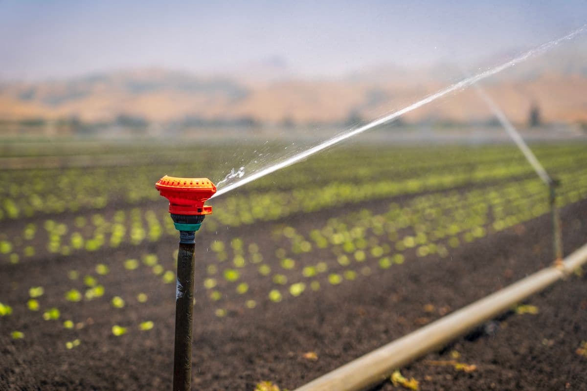 Irrigated rows of crops
