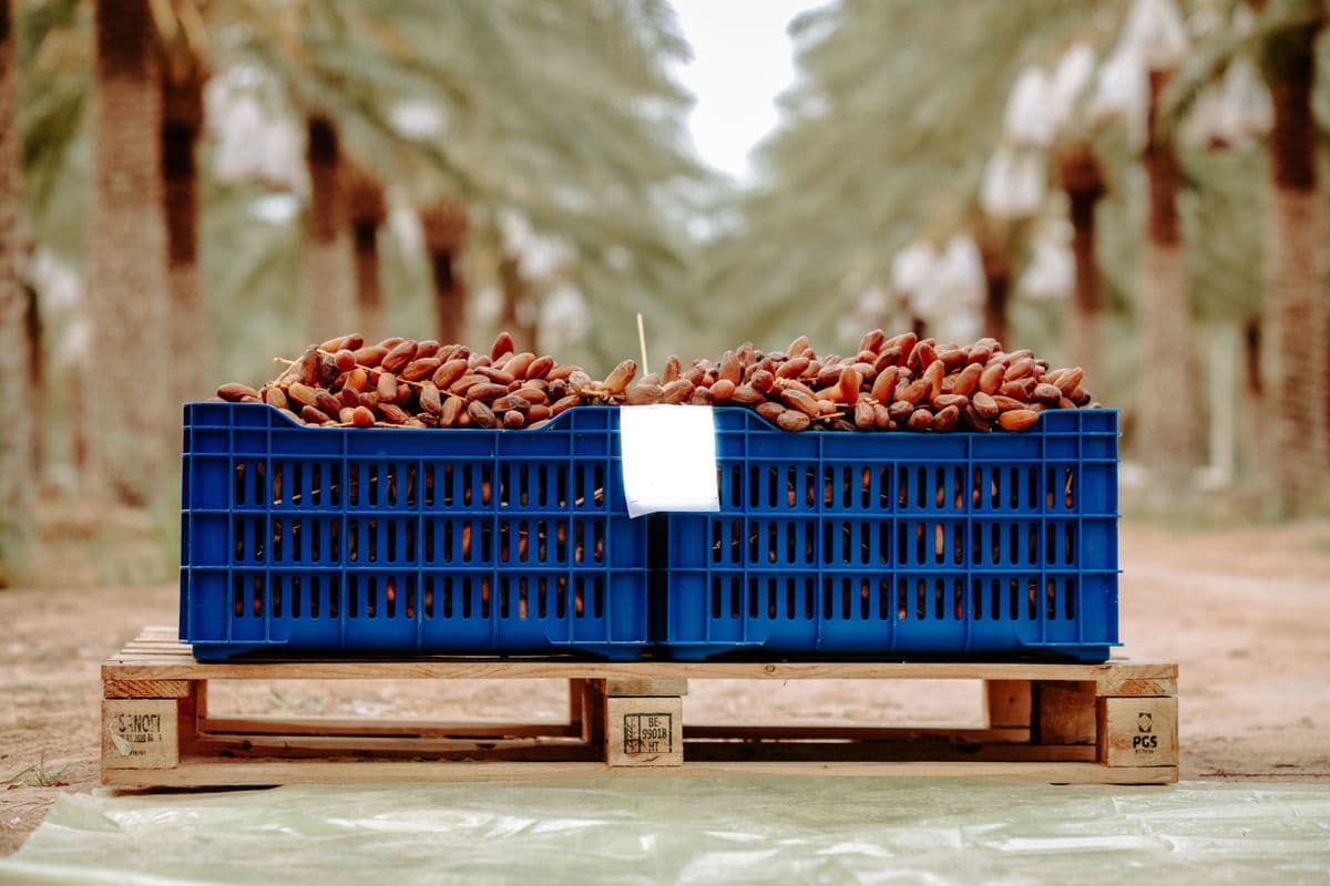 Date palms on a farm