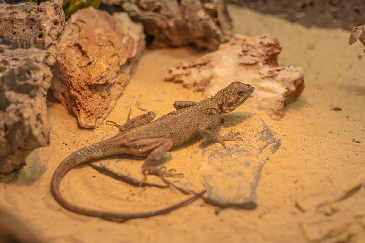A lizard on desert rock