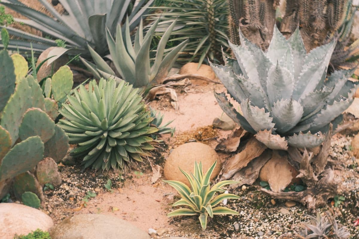 A xeriscaped succulent garden