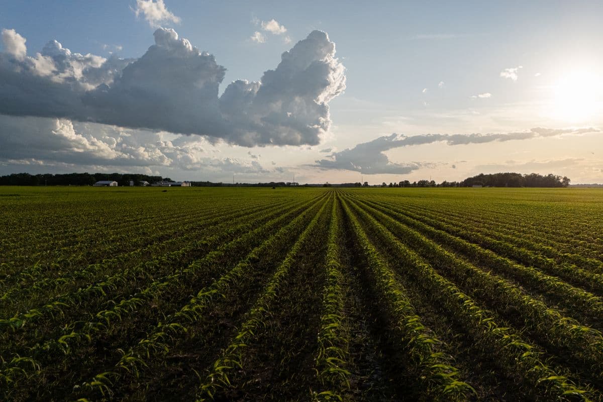 Crop rows at sunrise