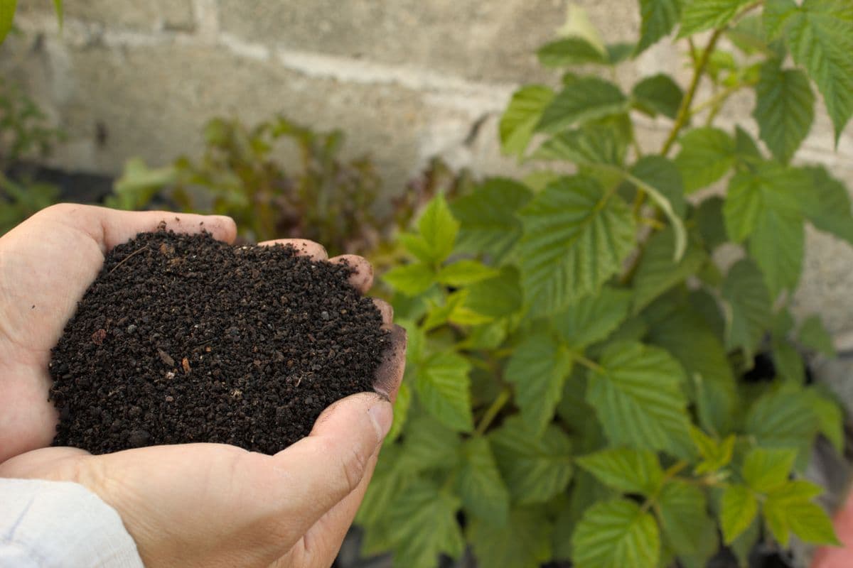 Rich compost soil in hand