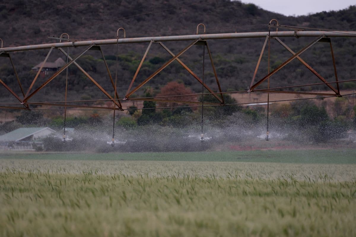 Sprinkler irrigation over a field