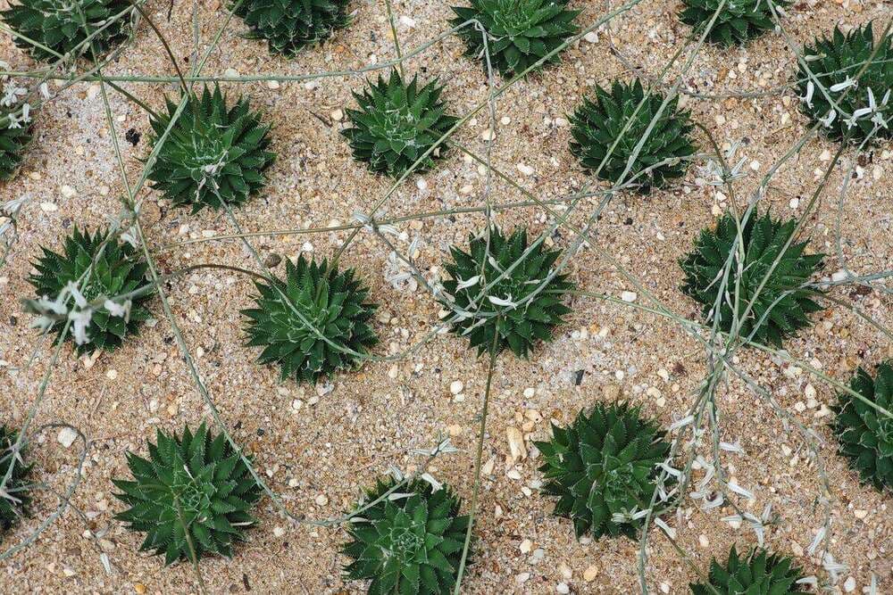 A drought-resistant plant in dry soil