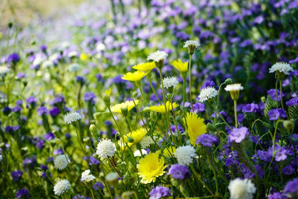 Desert wildflowers in bloom