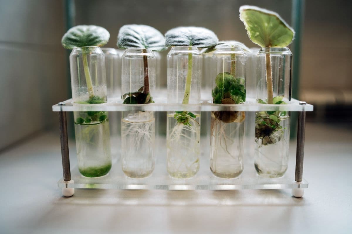 Plant research in a lab